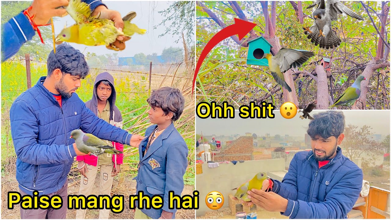 Green kabutr rescue kiya 😮 ( Falcon attack on hariyal pigeon 🦅