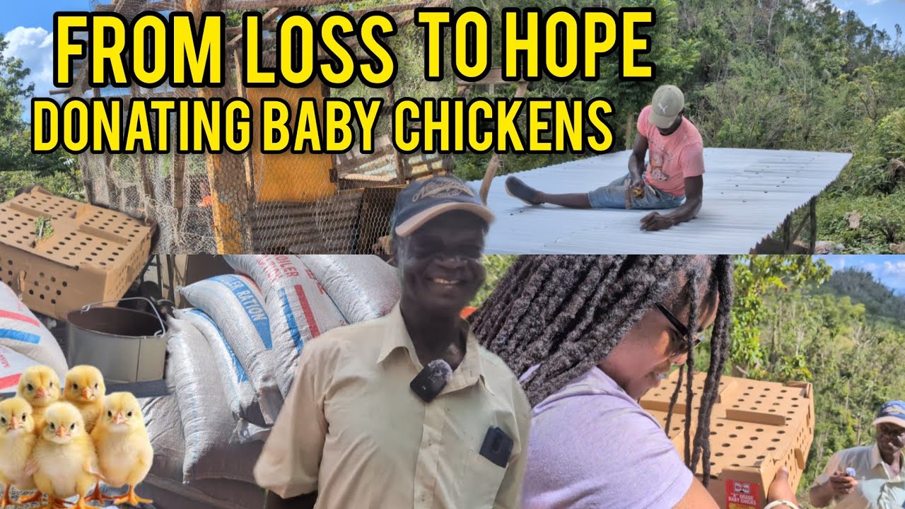 REBUILDING A FARMER'S LIVELIHOOD AFTER HURRICANE MELISSA /POULTRY FARMERS IN ST ELIZABETH GET'S HELP