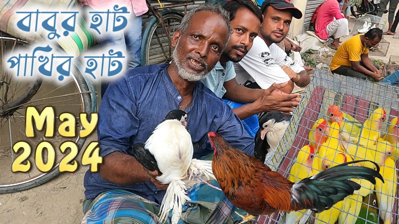 বাবুরহাট পাখির বাজার মে 2024 || কোলকাতায় সবচেয়ে সস্তা পাখির হাট 🐦🦜 ||Birds Price in Kolkata🦜