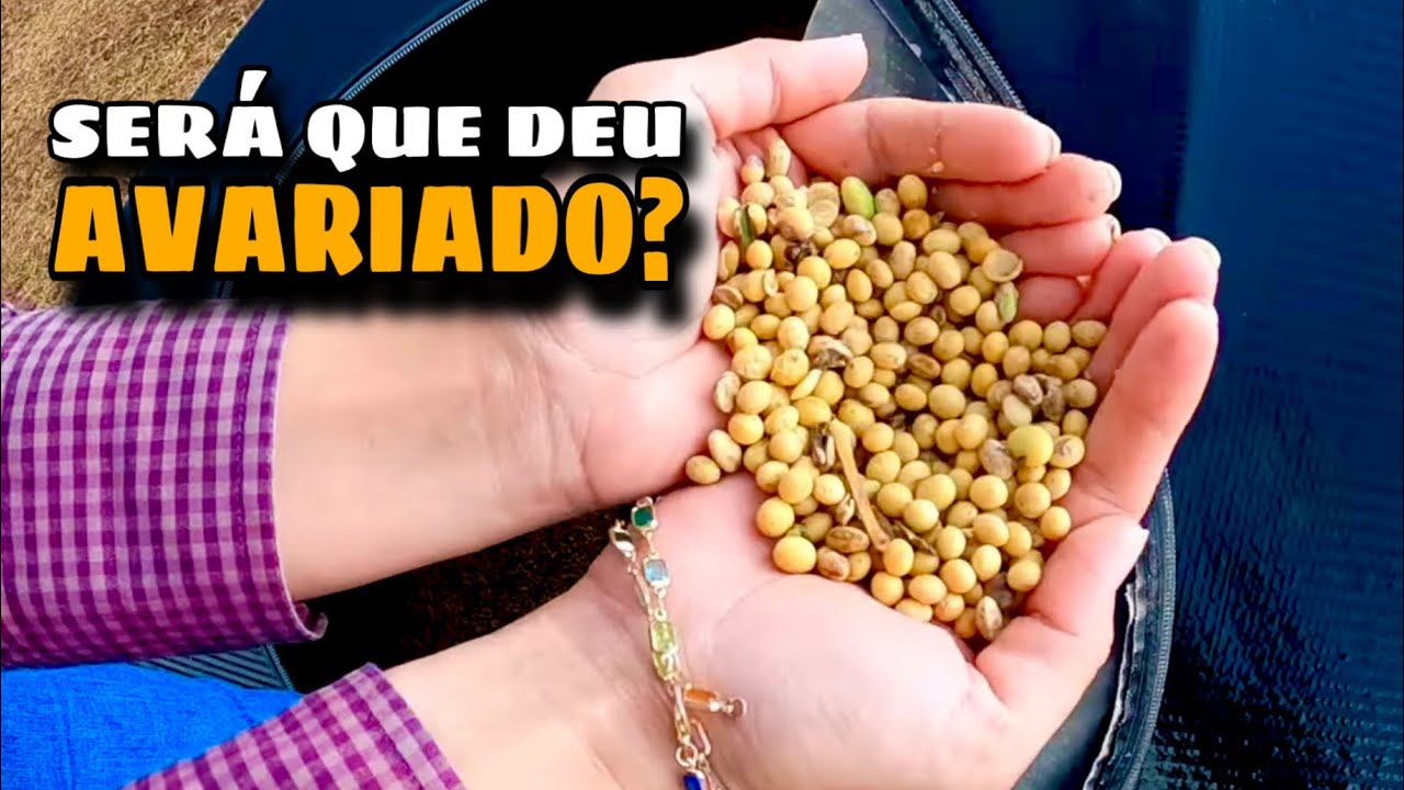 Iniciamos a COLHEITA da SOJA | Olimpo