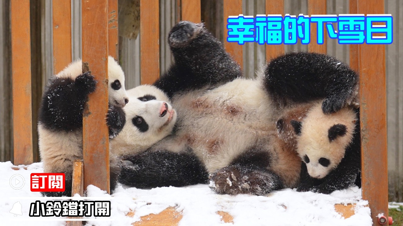 《熊貓早晚安》熊貓媽媽的雪階挑戰 | iPanda熊貓頻道