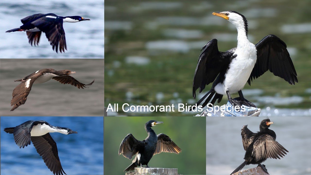 All Cormorant Bird Species / types of Cormorant Birds / Cormorants
