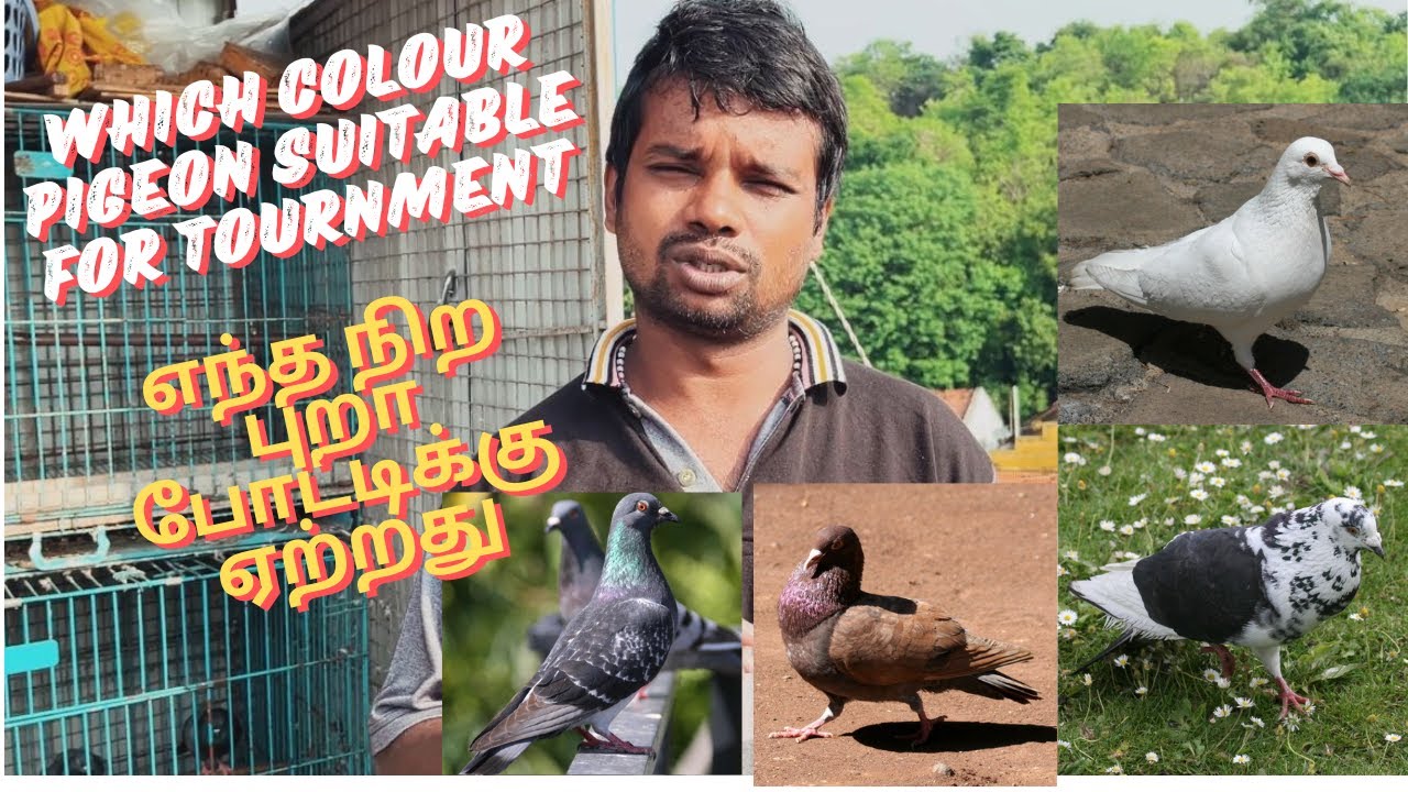 Which colour pigeon suitable for tournament || எந்த நிற புறா போட்டிக்கு ஏற்றது|| #petsworld #pura