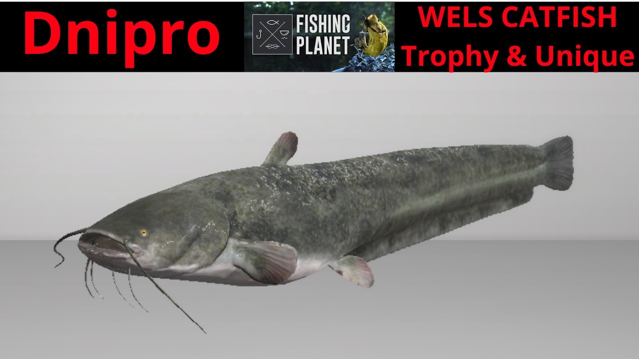 Fishing Planet, река Днепр, Украина, сом, трофейный и уникальный.