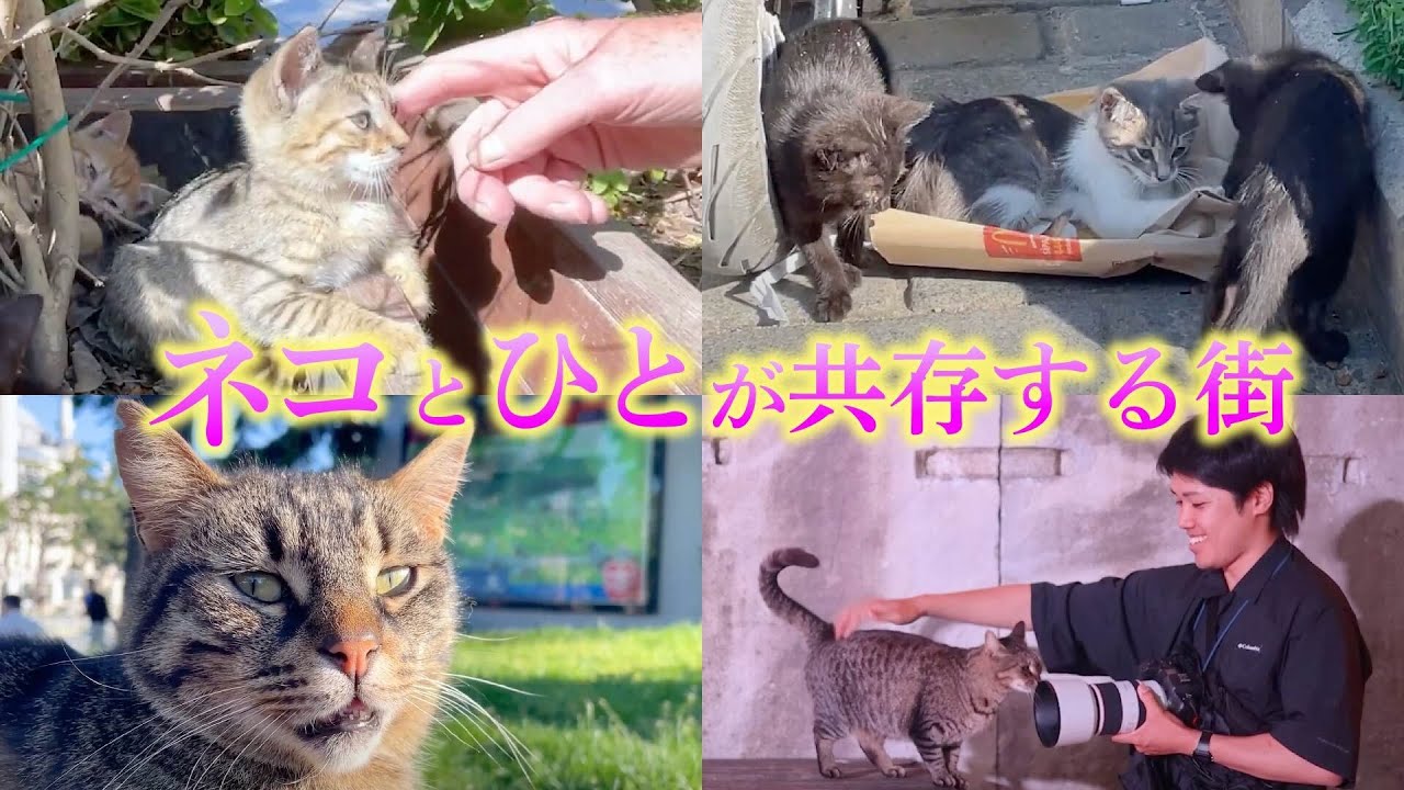 猫と人が共存する街「イスタンブール」に行ってきました！