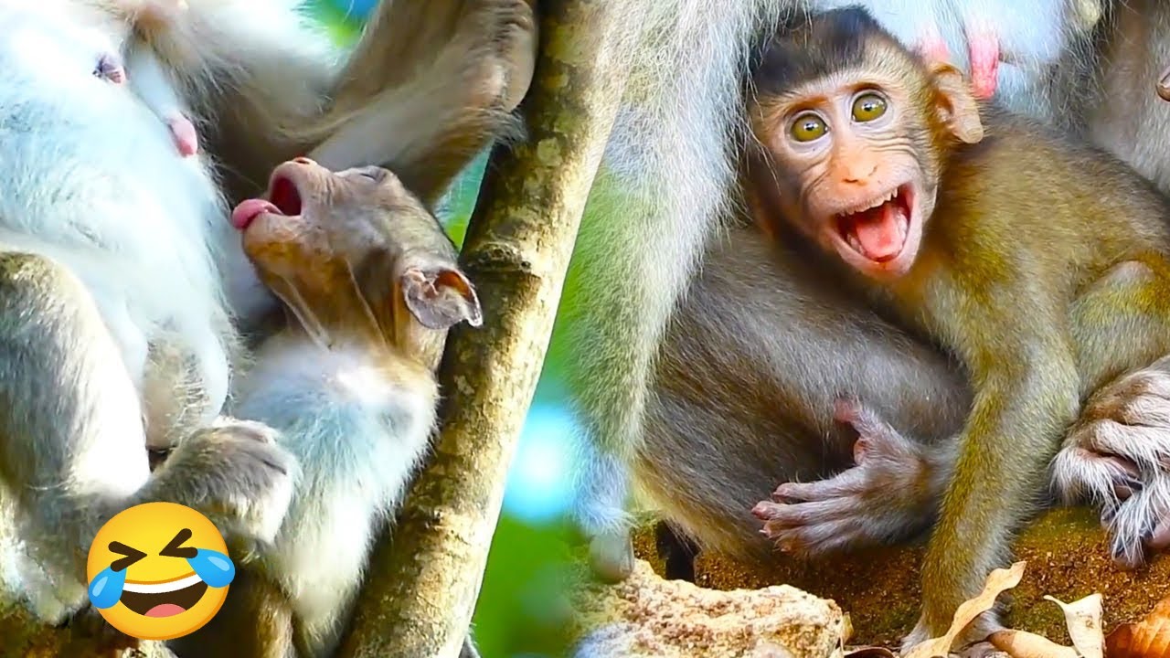 After the spoiled big monkey was weaned, it cried and rolled in protest