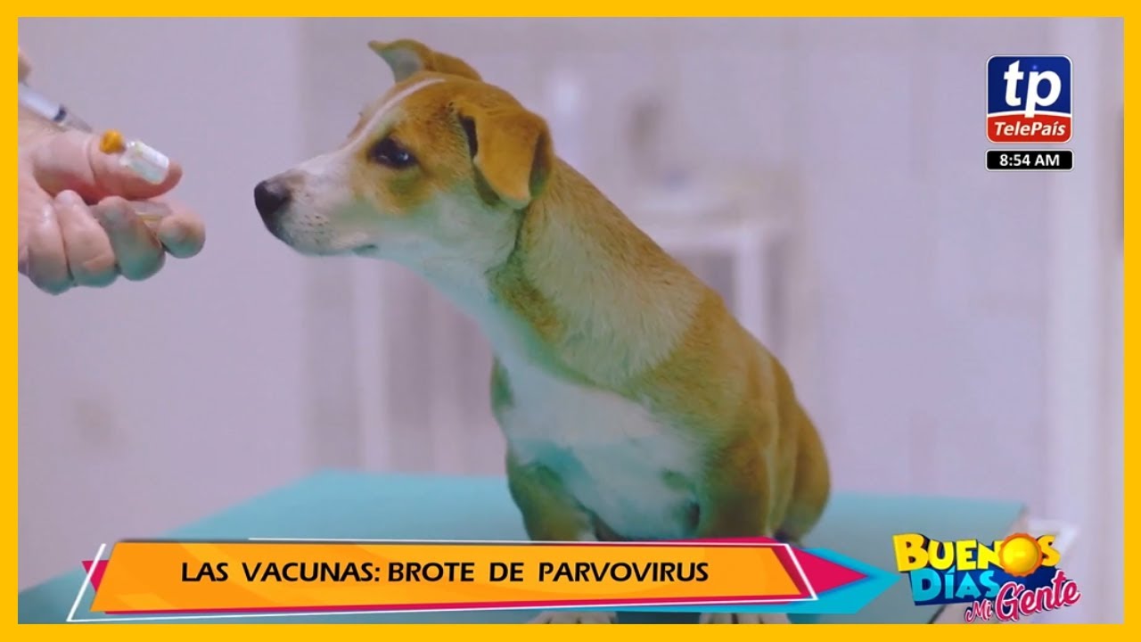 Las Vacunas: Brote de Parvovirus