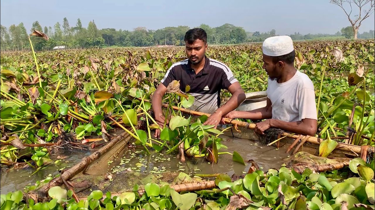 বিলে এত মাছ 😲শুস্ক মৌসুমে চাতলার বিলে দুই ভাই ঠেলে অনেক দেশি মাছ ধরলাম। village fishing videos bd .