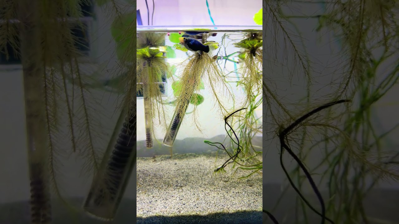 oranda goldfish