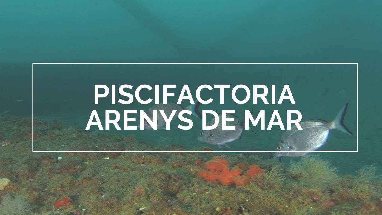 Piscifactoria d'Arenys de Mar