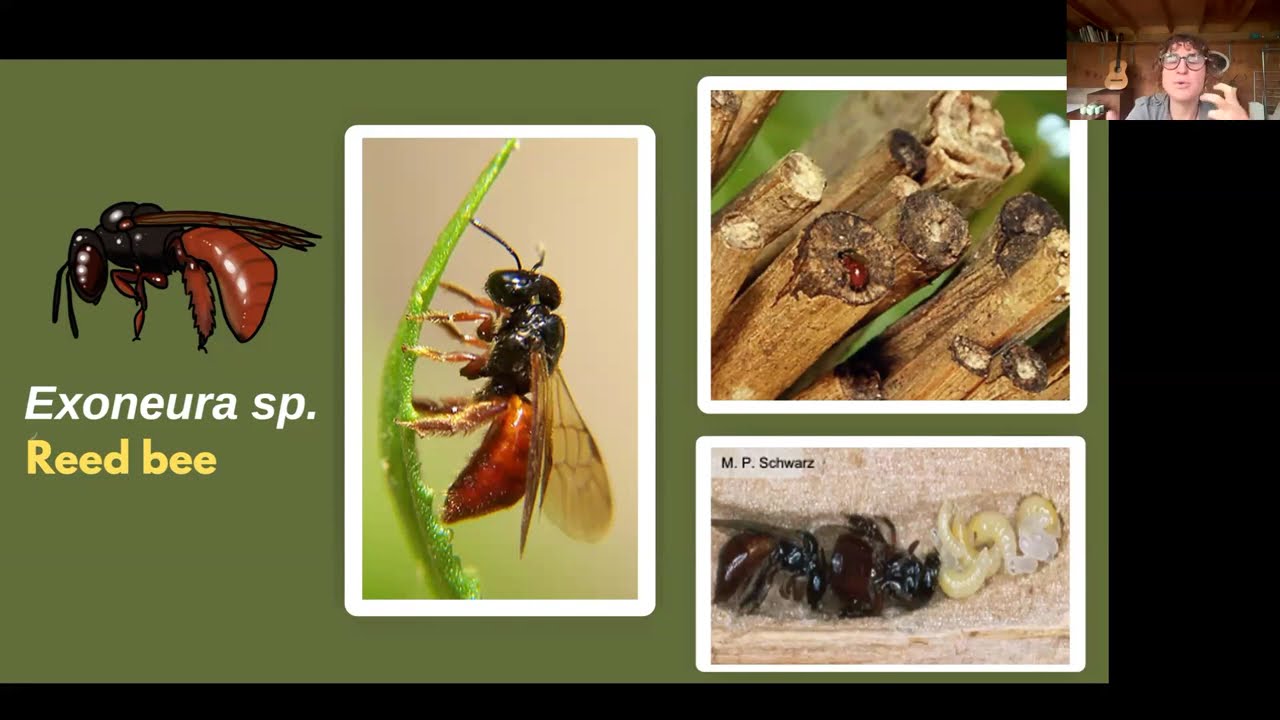 Bees, Trees and Pollinators webinar
