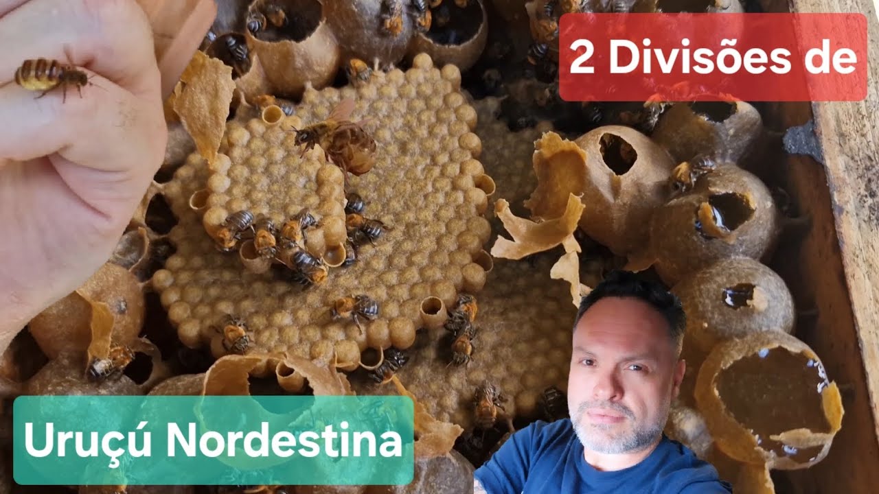 Incrível! 2 Divisões Invertidas de Uruçú Nordestina sem Mistério!