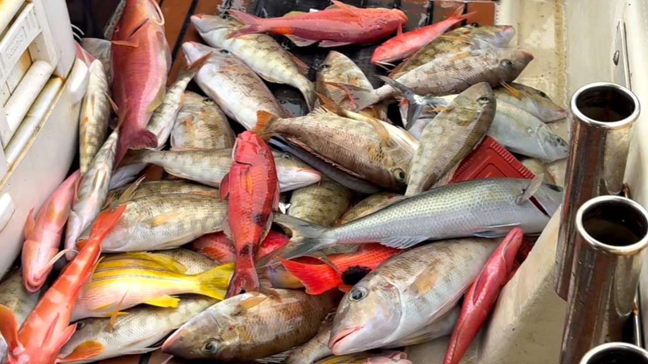 Japan Travel VLOG - Amami Oshima fishing