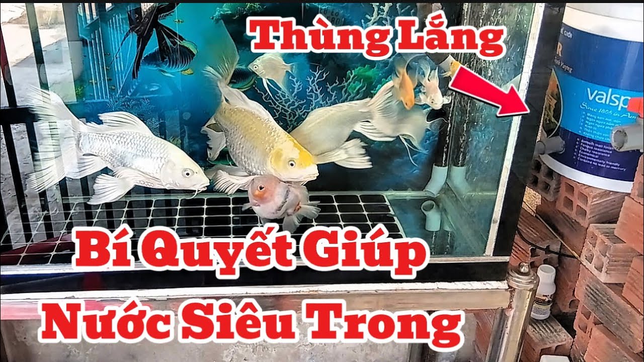 Lọc Chế Hồ Cá Chép Phi Tần Nước Siêu Trong - Cách Làm Đơn Giản Hiệu Quả.