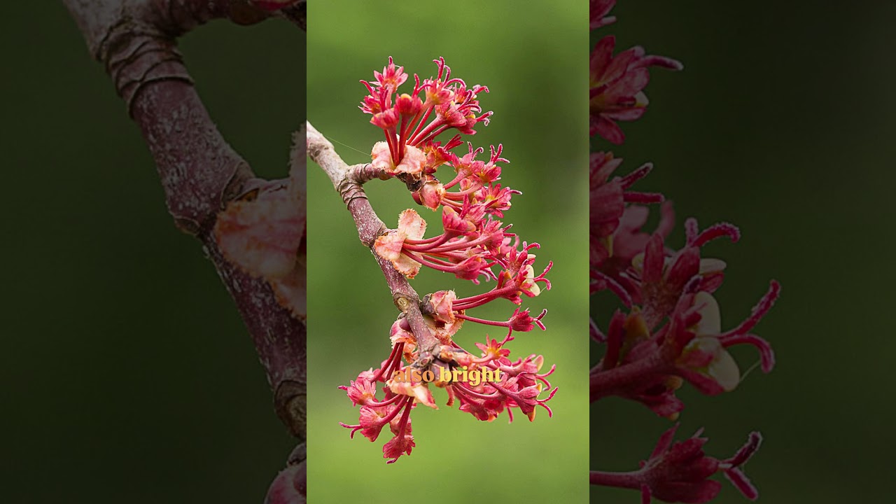 Making Rhode Island out of Red Maple | Official State Tree Map #shorts #trees #wood