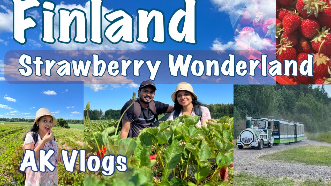 Best Strawberries in the world | Strawberry Picking | Finland | Mansikkapaikka | AK Vlogs Finland