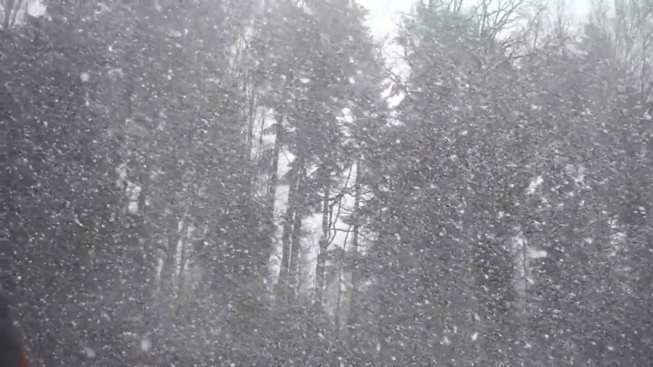 Unwind to the Sound of Heavy Snow Falling in a Forest