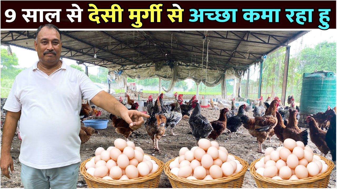 देसी मुर्गी में गजब कमाई Successful Poultry Farmer।Desi Murgi Farm Business