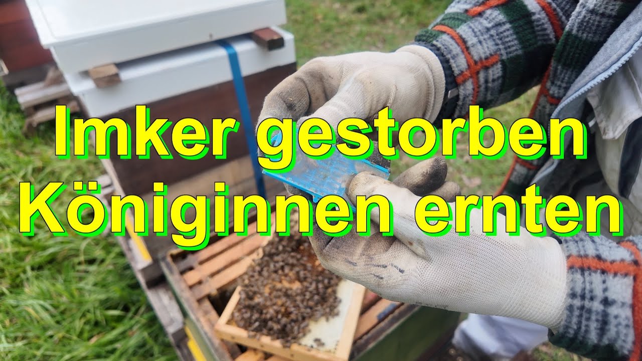 Imker gestorben - K&ouml;niginnen ernten #wirmachendas