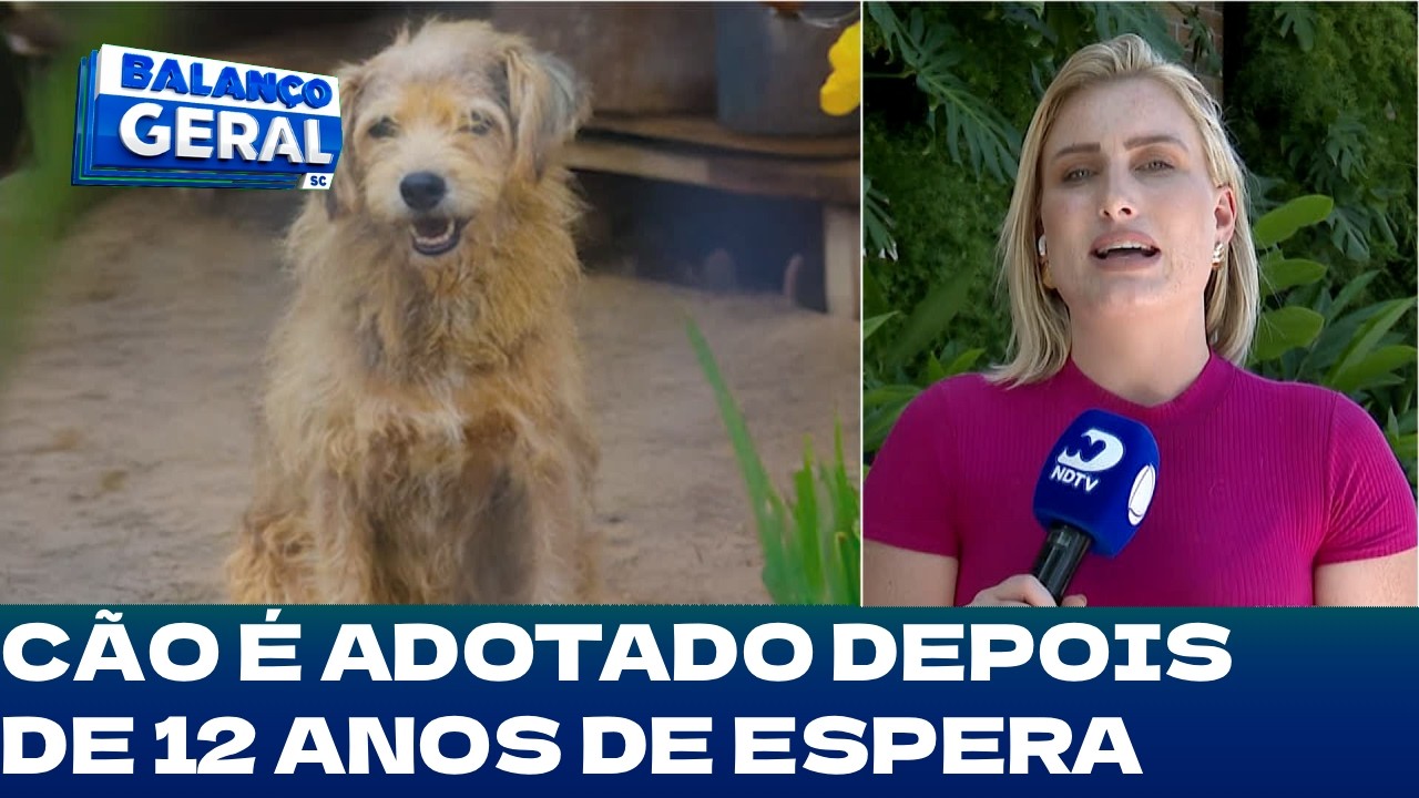 Final feliz: cão é adotado depois de 12 anos de espera