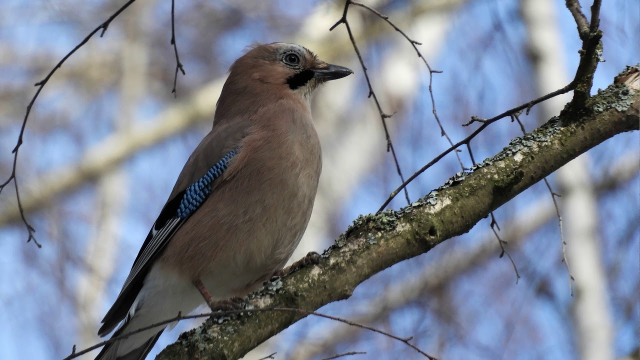 Песня сойки Garrulus glandarius / Eurasian jay song