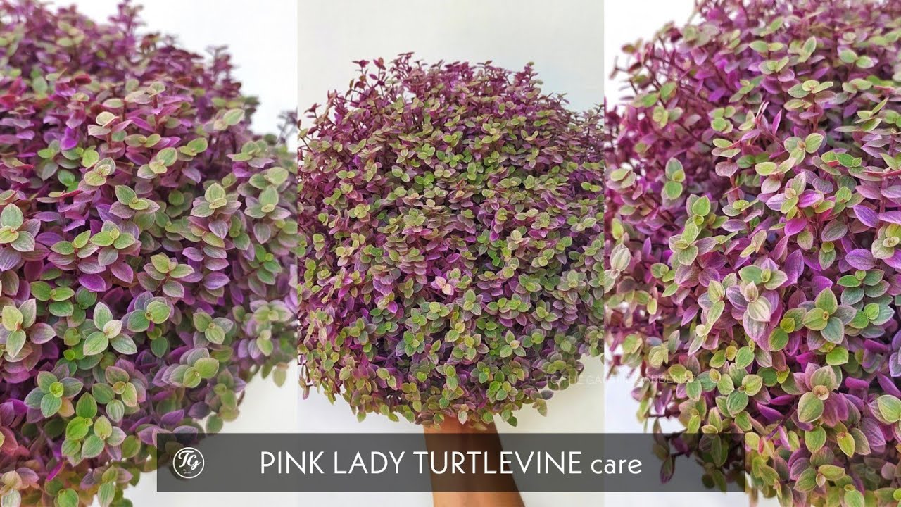 Pinklady turtlevine | Callisia repens pinklady | Hanging plants | cascade plants