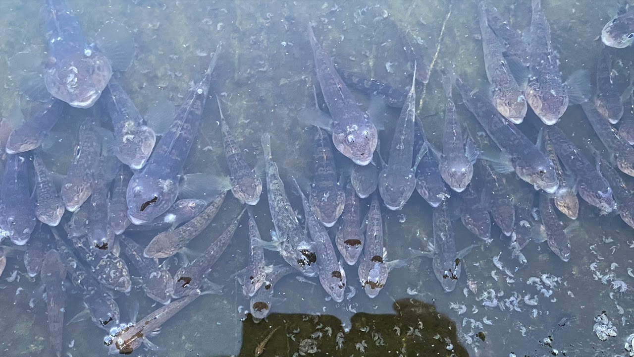 Przyducha u ryb. Hypoxia in fish