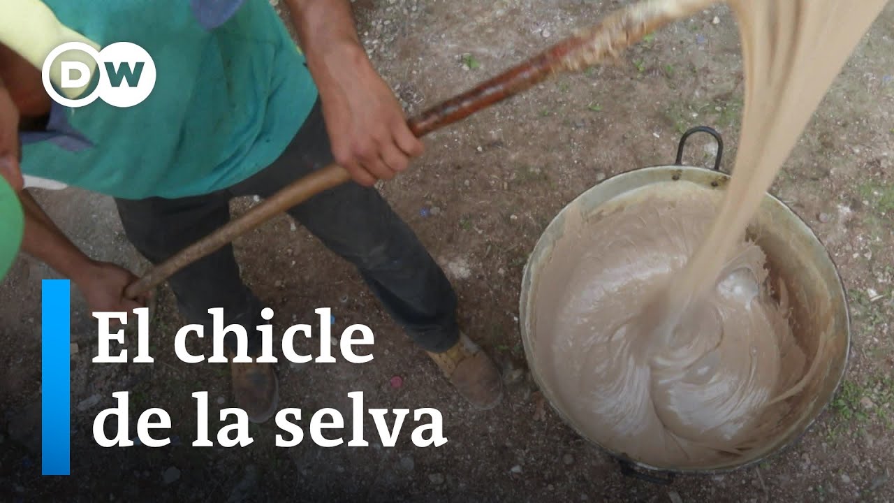 Goma de mascar orgánica que salva el bosque de la tala