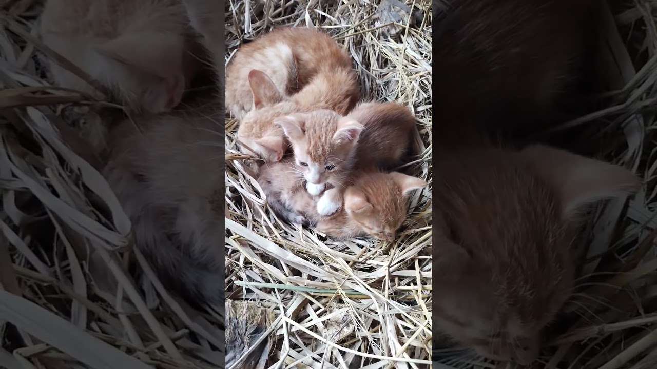 “Three hearts, one nap 😴🐱