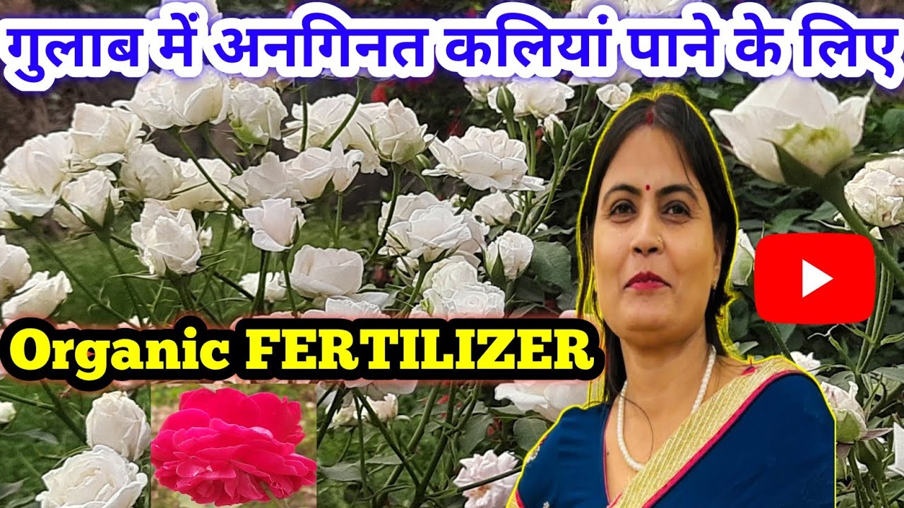 Идеальное органическое удобрение для получения сотен цветков у роз в марте. Лучшее органическое у...