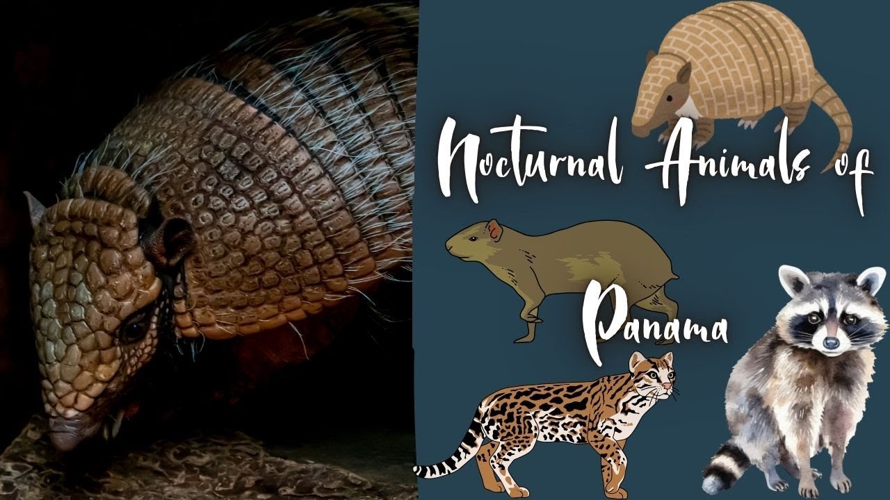 Nocturnal Animals of Panama