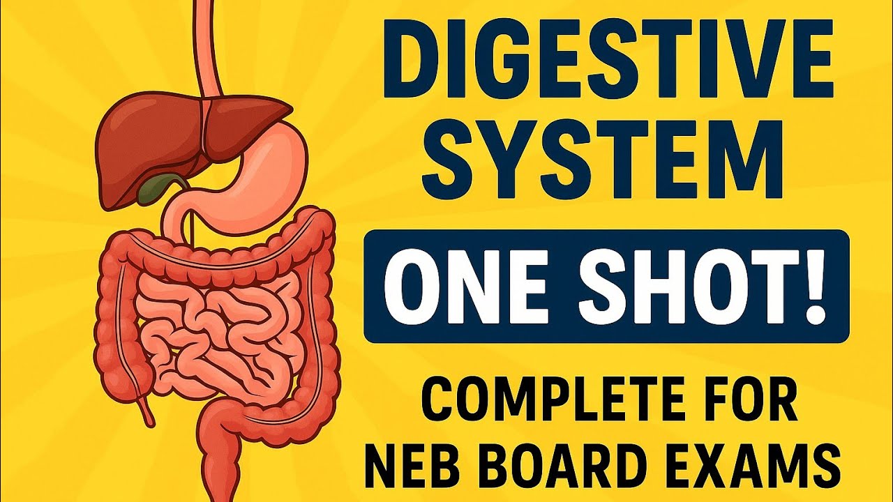 Human Digestive System- One Shot Revision For NEB Board Examination
