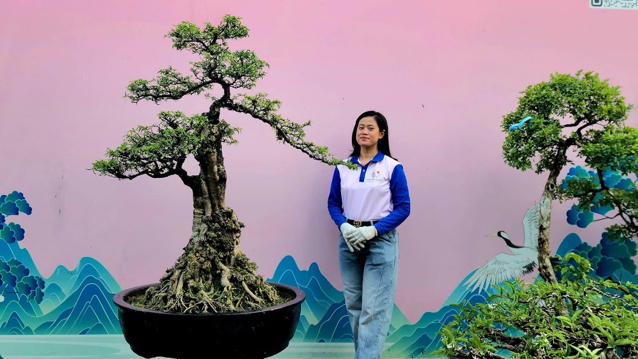 PAN CITY 682 🌺 Bonsai Tổng hợp đủ loại cây, đủ loại tiền từ vài trăm tới vài triệu ạk !!!