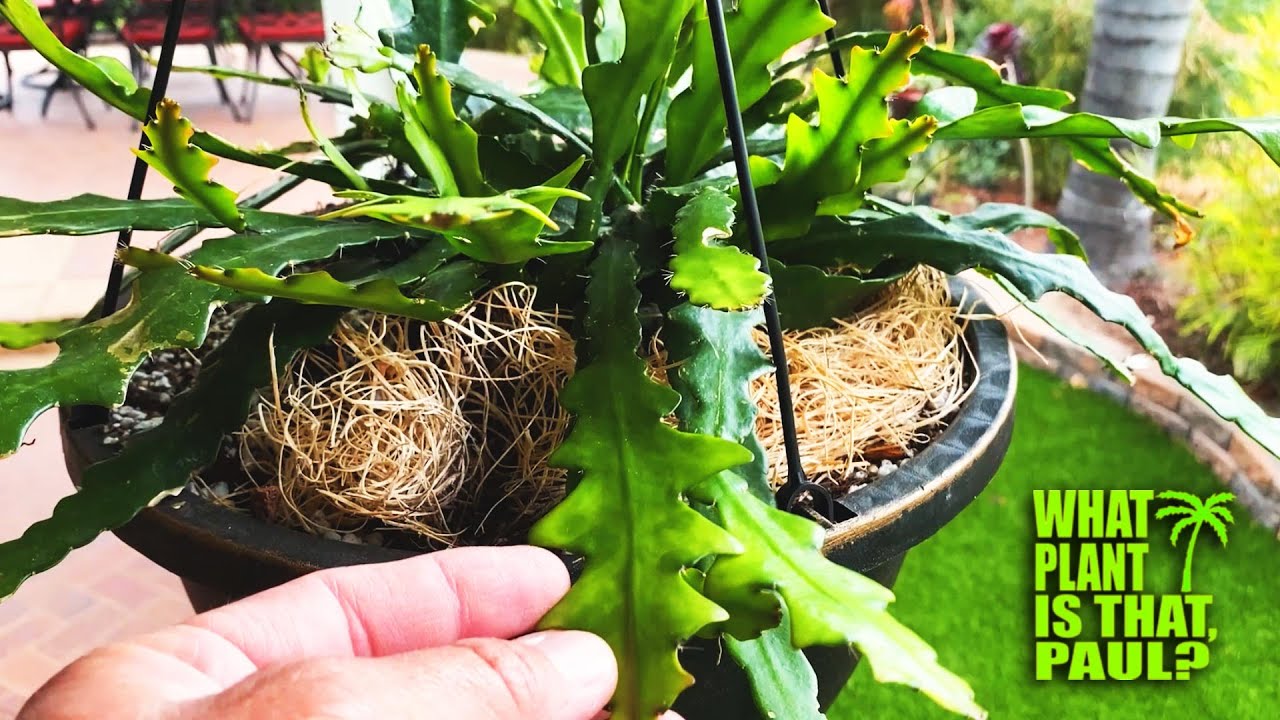 Fish Bone Cactus (Selenicereus anthonyanus) / Showy, fragrant Purple Flowers / Fast growing epiphyte