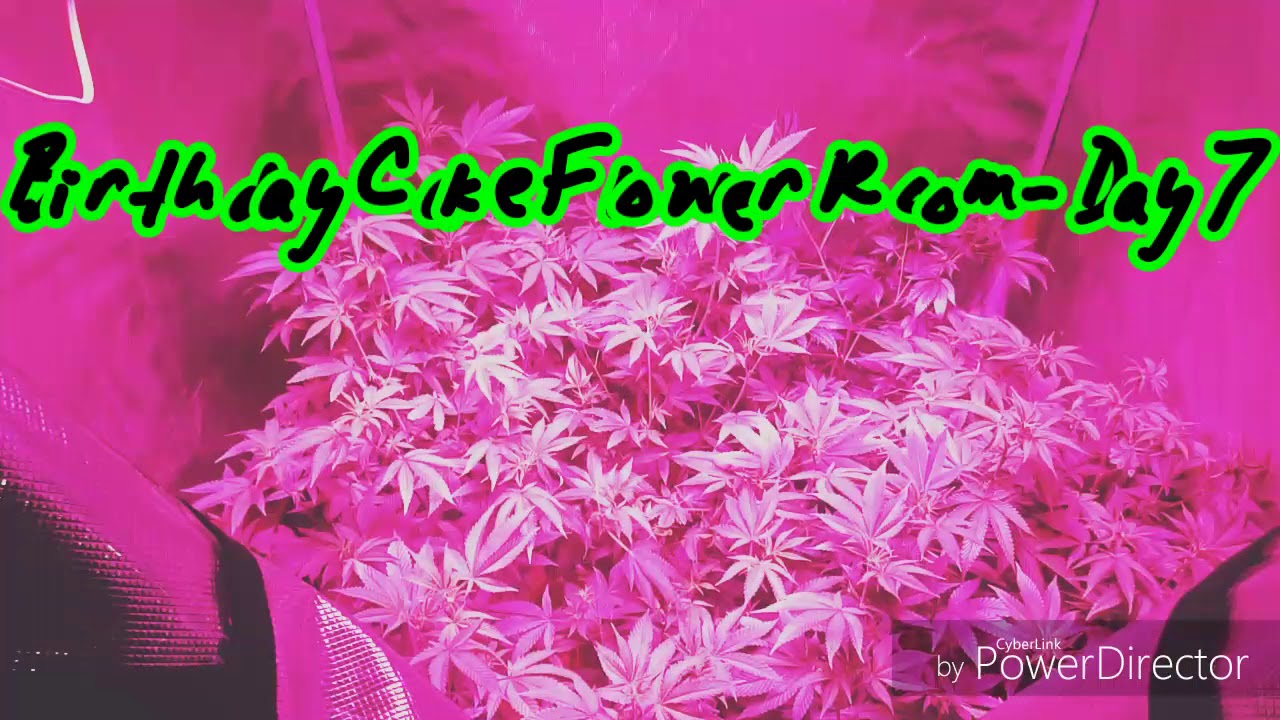 Led grow lights review! Best grow light! Legal marijuana grow! Cannabis grow. Best grow tent!