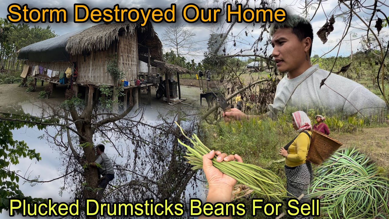 Storm Destroyed Our Home😢 Plucked Drumsticks Beans For Sell in Village || Village Life❤️