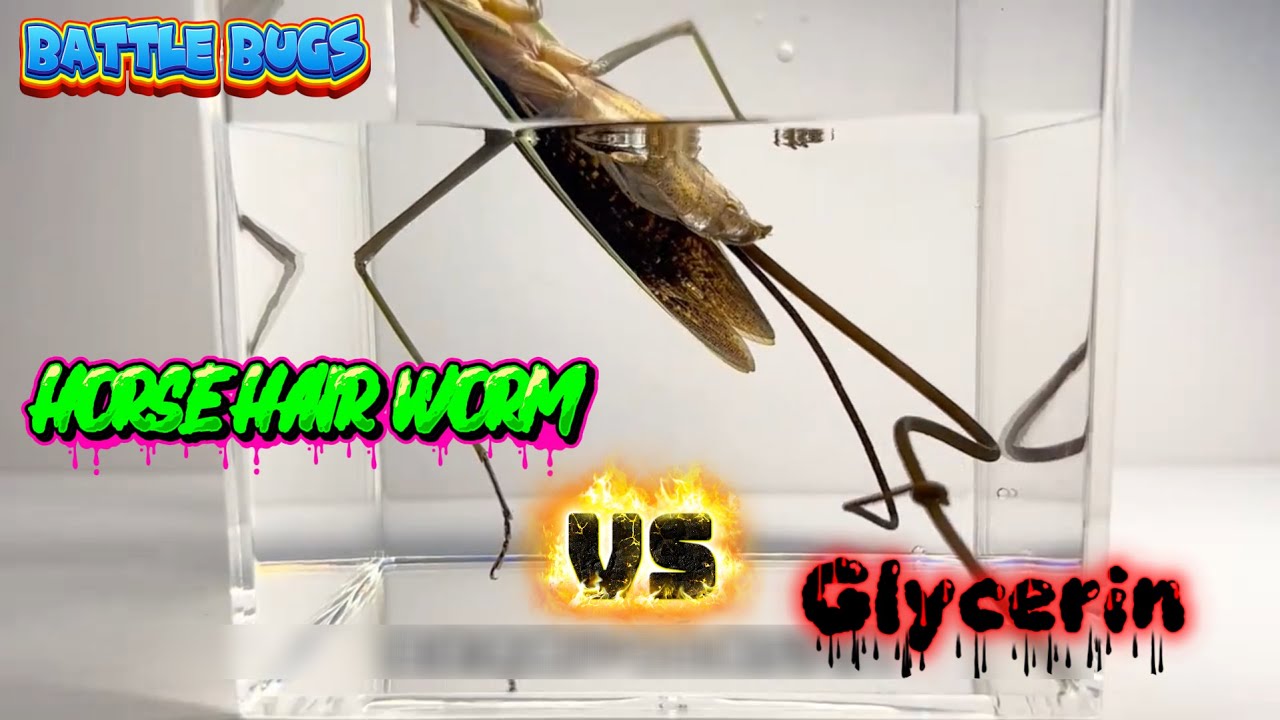 What Happens When a Horsehair Worm Is Dropped into Glycerin?