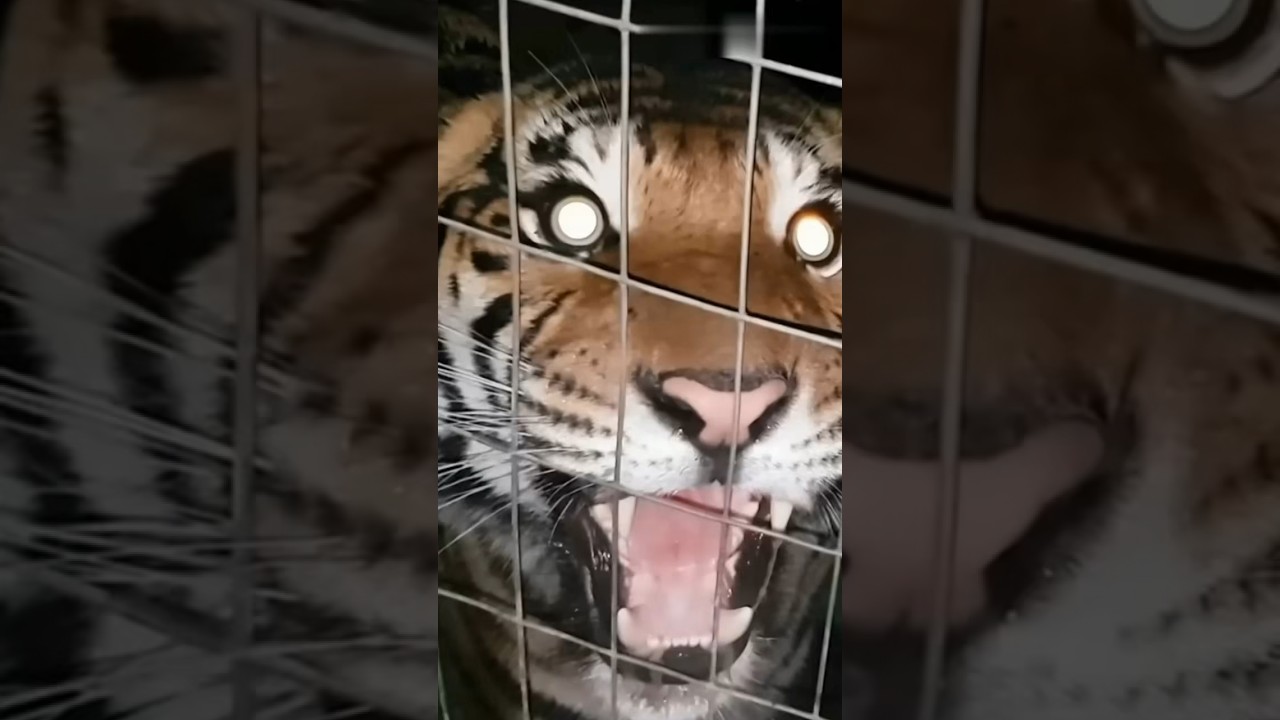 Why did this Tiger kill over 400 people? #animals #tiger #facts