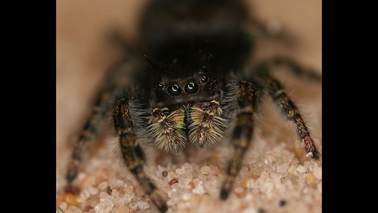 Hearing Abilities in Jumping Spiders