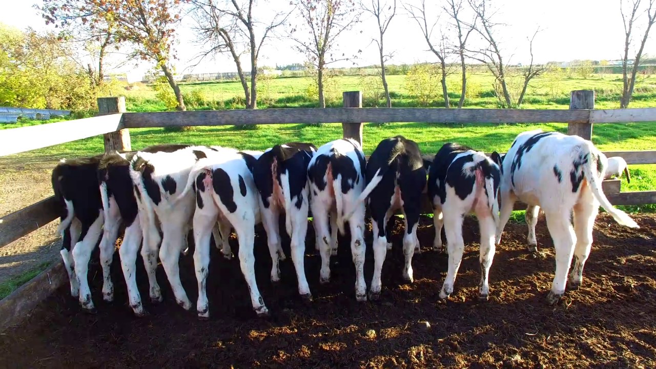 Feeling Good - Dairy Farming in Canada - 2017
