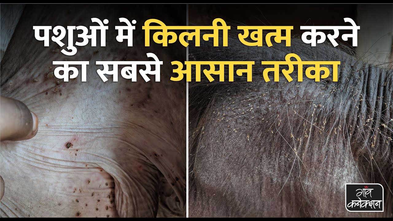 पशुओं में किलनी, जूं और चिचड़ खत्म करने का देसी इलाज, घर पर बनाएं दवा || Ticks removal solutions