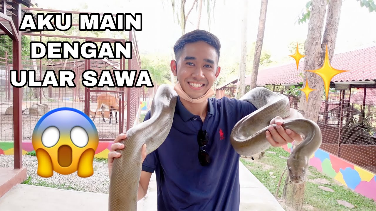 AKU MAIN DENGAN ULAR SAWA 🐍 TERJUMPA MUSANG JINAK 😍