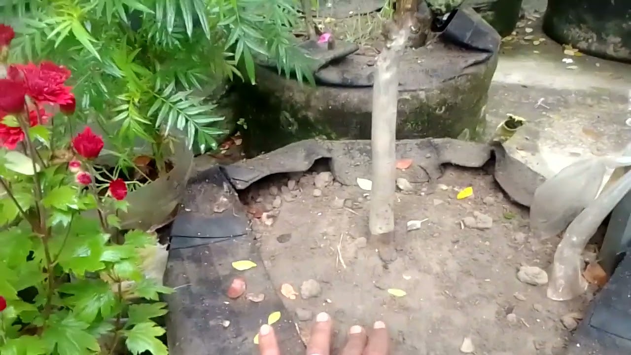 অধিক কুয়াশায় আম ও মালটা গাছের পরিচর্যা করুন এইভাবে। 