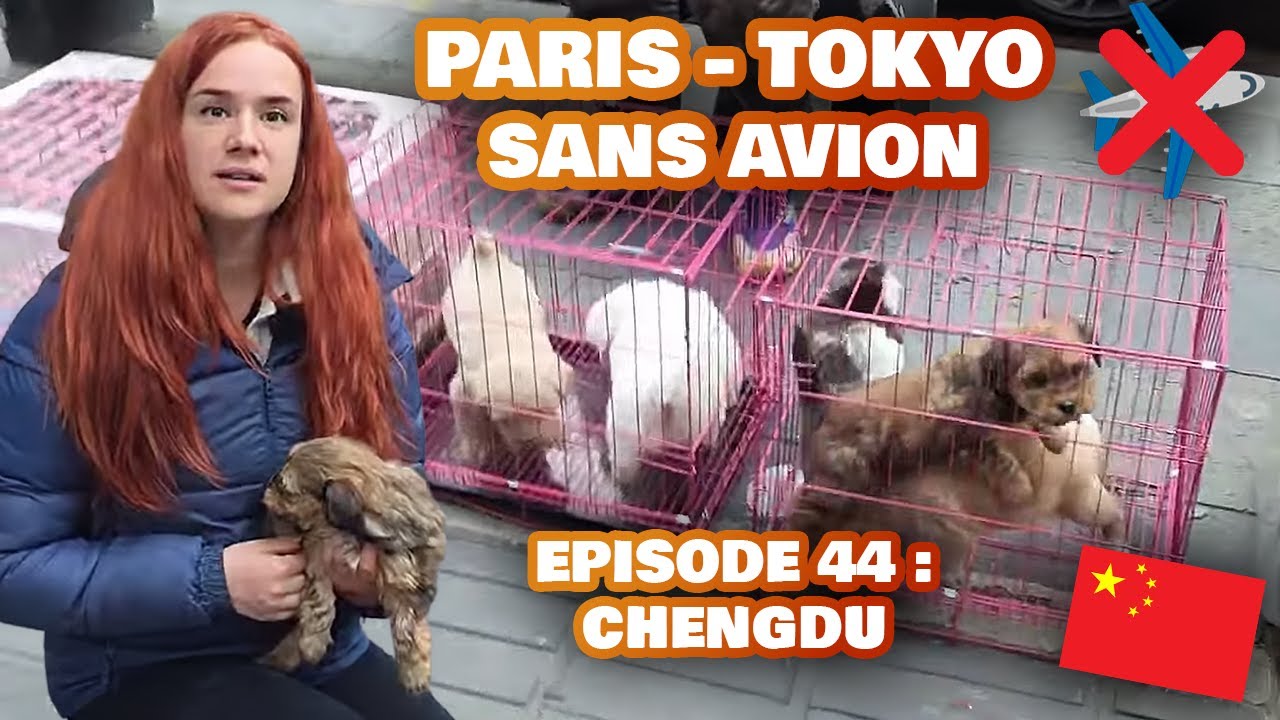 La RÉALITÉ des MARCHÉS aux ANIMAUX... | FRANCE - JAPON SANS AVION (Episode 44) : CHINE