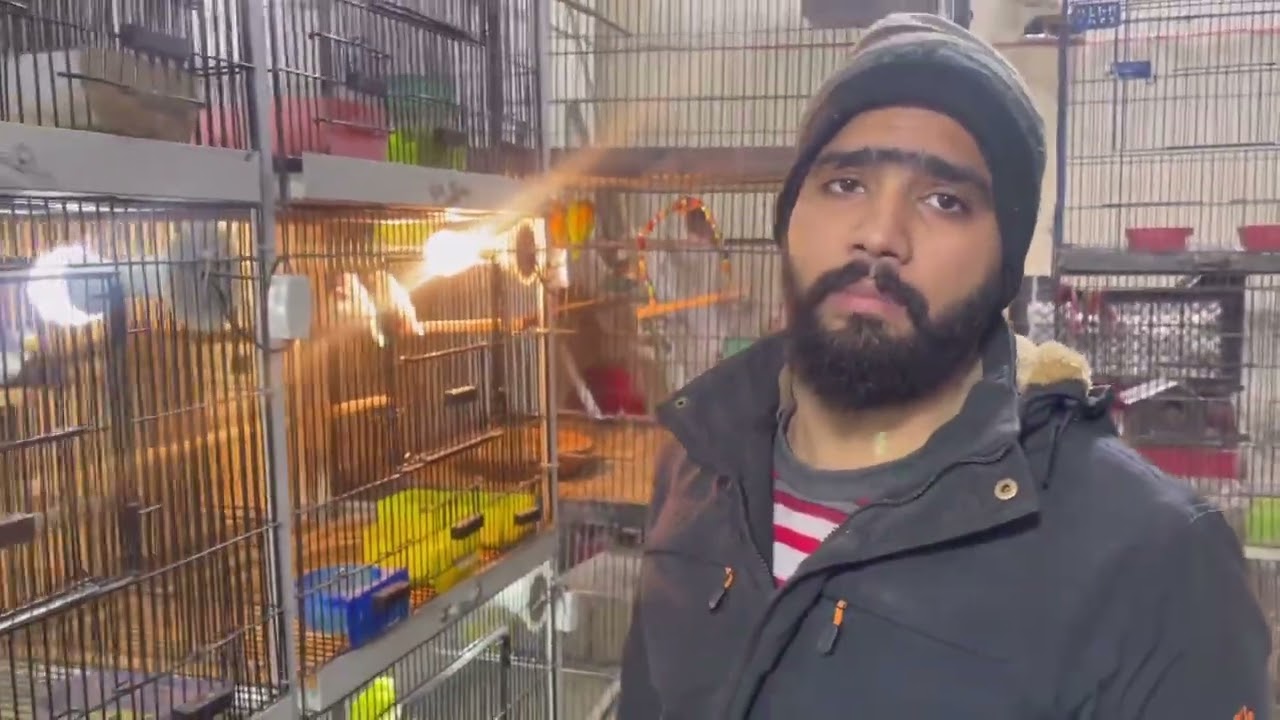 gujranwala birds market visit . #visit  #gujranwala #birdsmarket &  #prices