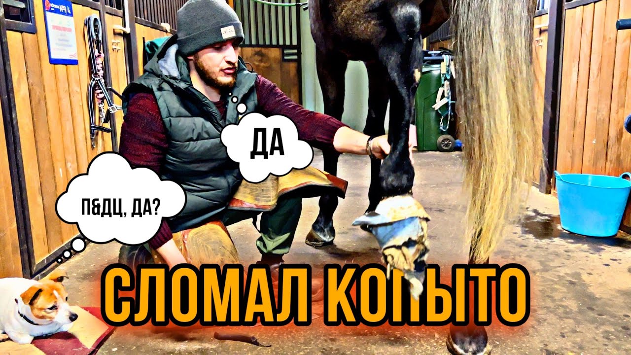 Реставрируем поломанное копыто лошади. Технология искусственного копытного рога