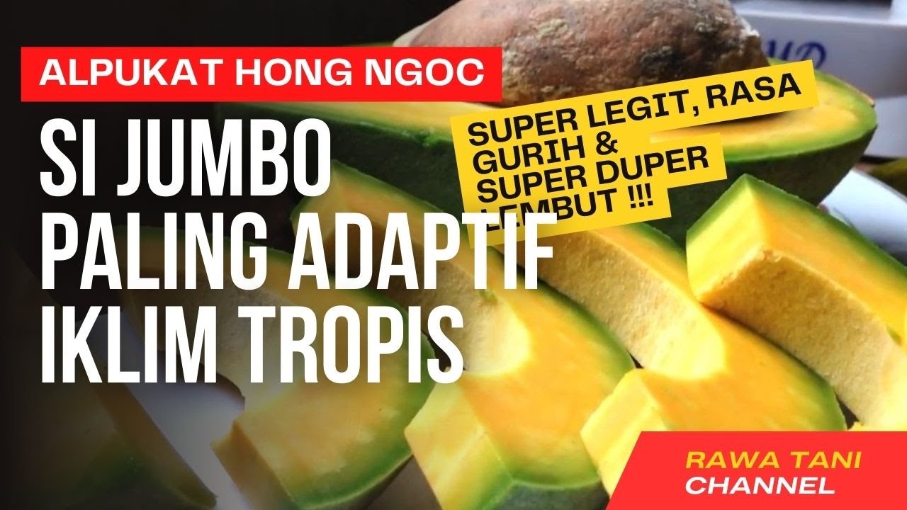 ALPUKAT HONG NGOC !!! Ukuran Jumbo, Adaptif dan Produktivitas Tinggi I Rawa Tani