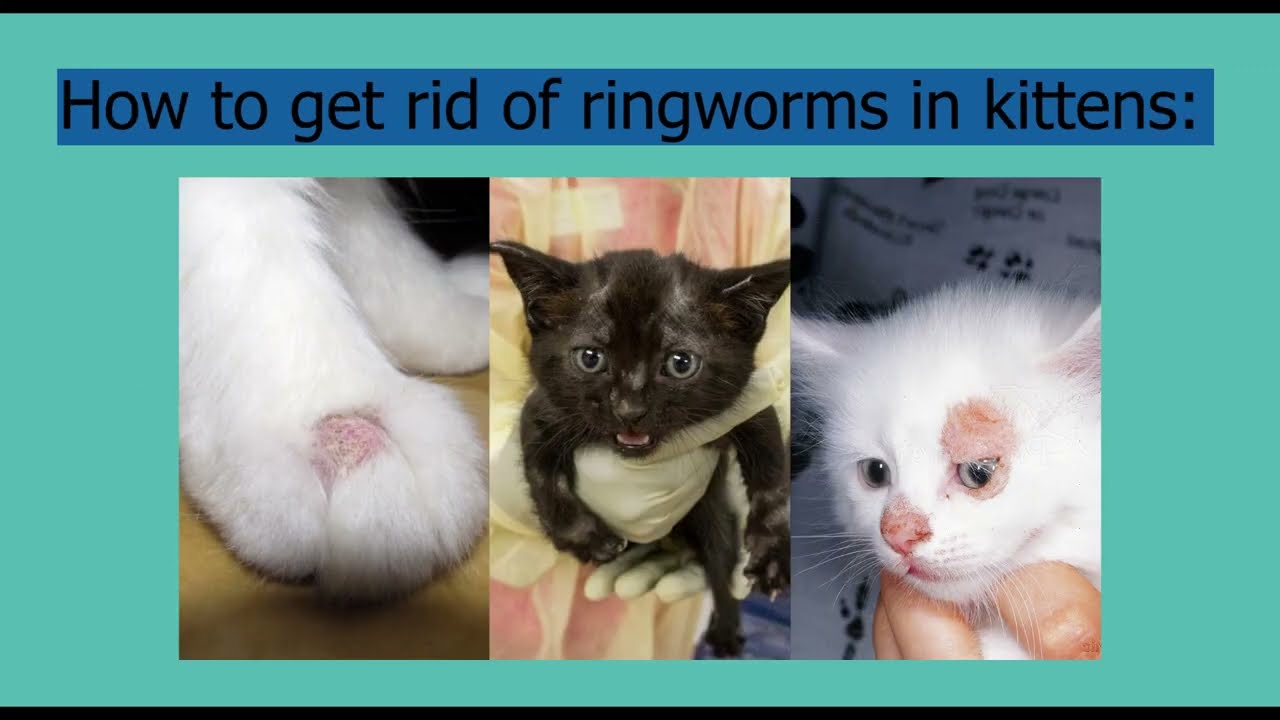 Ringworm Treatment for Precious Kittens