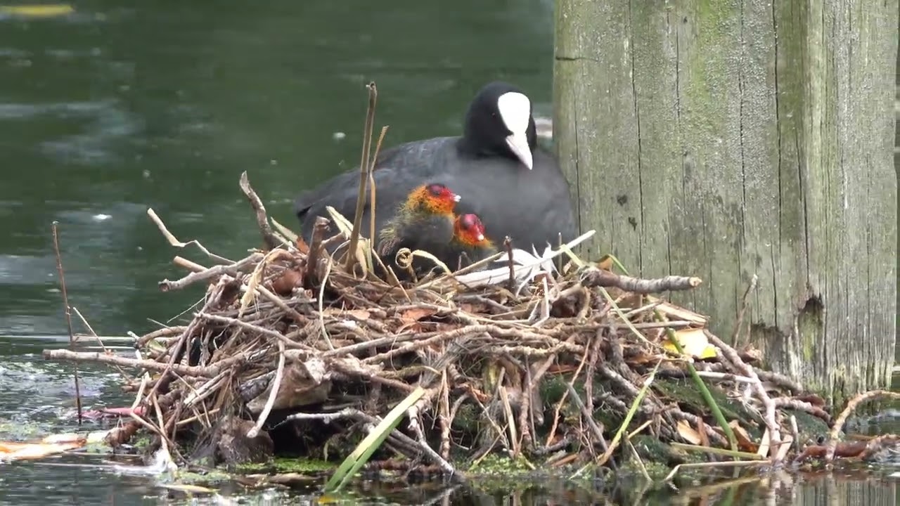 Coot with chicks in the nest