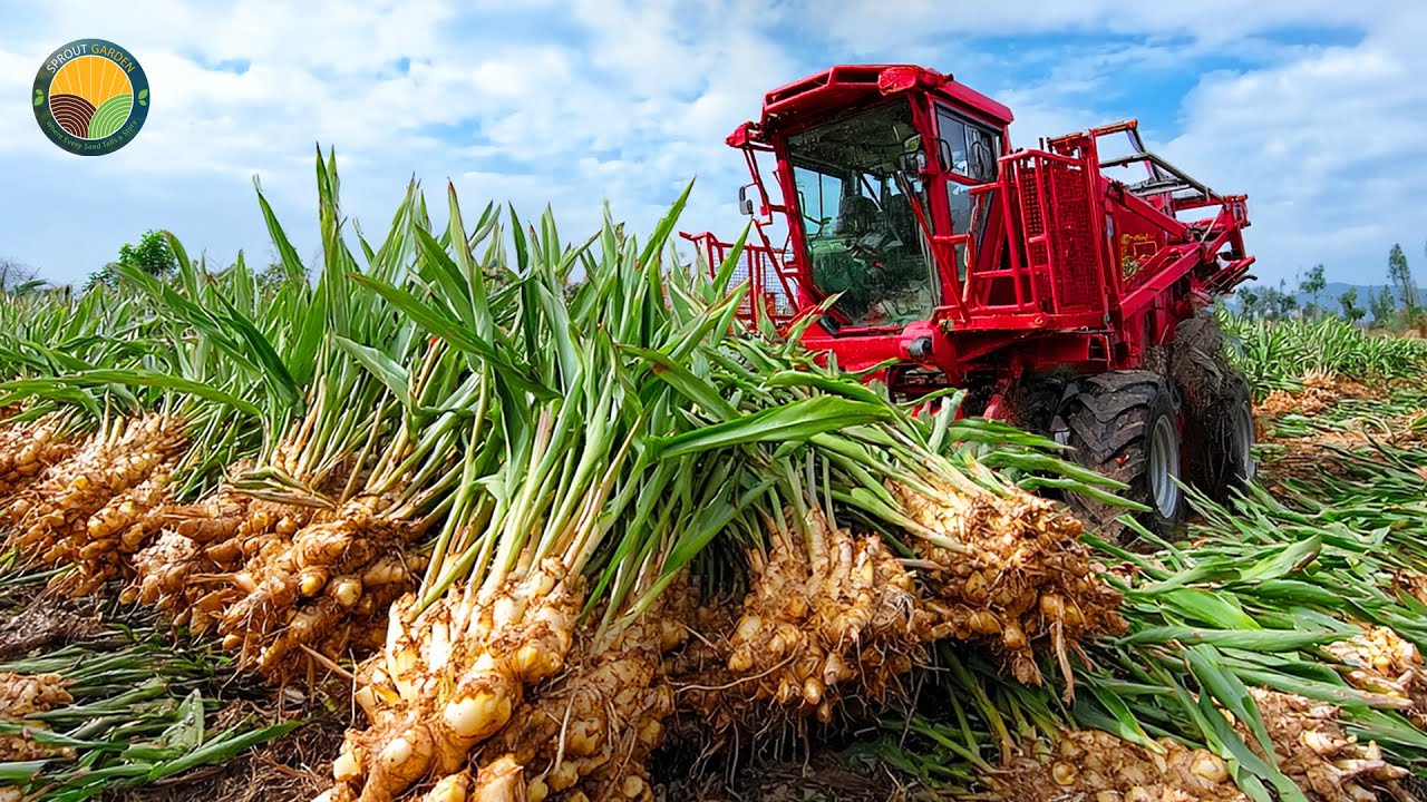 How Farmers Cultivate and Harvest Ginger With Modern Technology | Farming Documentary